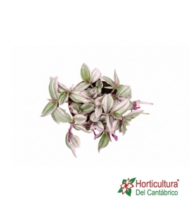 TRADESCANTIA NANOUK M17
