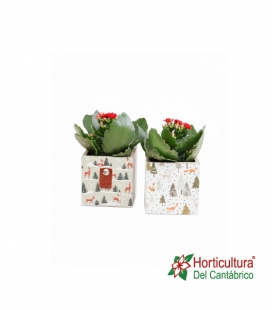 COMP ECHEVERIA NAV