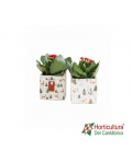COMP ECHEVERIA NAV