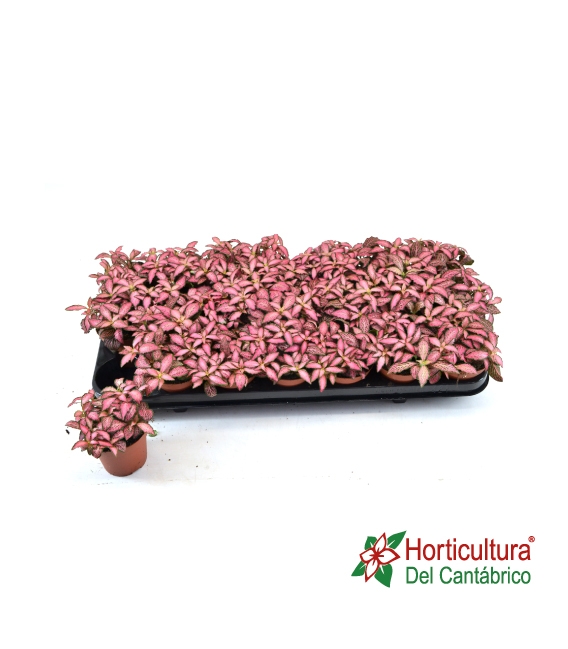 FITTONIA M8,5 HOJA PEQ