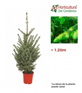PICEA OMORIKA M24 (1m)