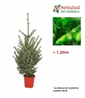 PICEA OMORICA 1.25 CM