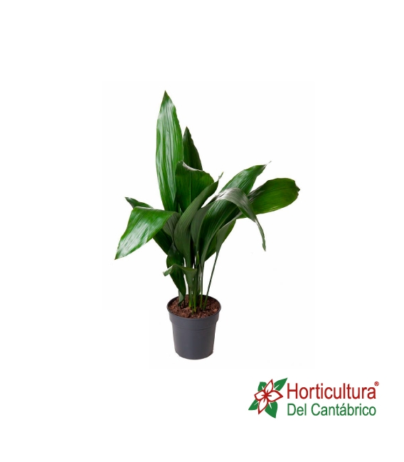 ASPIDISTRA M17
