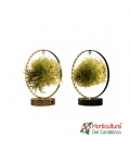 tillandsias base madera