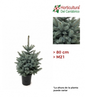 PICEA PUNGENS SUPER BLUE M21