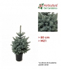 PICEA PUNGENS SUPER BLUE M21