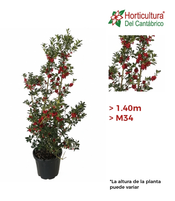 ILEX ALASKA PIRAMIDE 1,40 CM