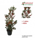 ILEX ALASKA PIRAMIDE 1,40 CM