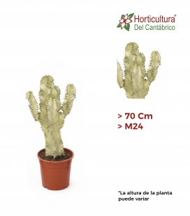 EUPHORBIA INGENS VARIEGATA M24