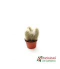 ESPOTOA LANATA M10,5