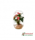 ANTHU ROJO CRISTAL