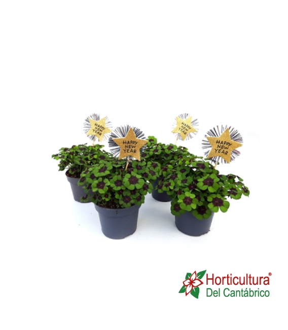 Oxalis Deppei