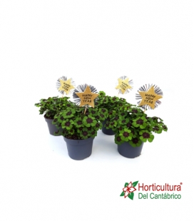 OXALIS DEPPEI M12