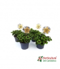 Oxalis Deppei