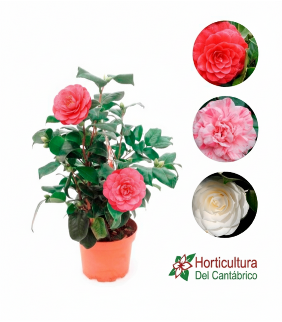 camelia japonica