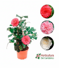 CAMELIA JAPONICA M3L