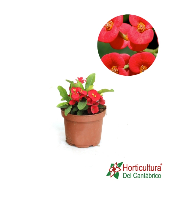 EUPHORBIA MILLI MIX M17 PP