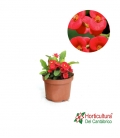 EUPHORBIA MILLI MIX M17 PP