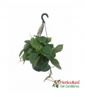 PHILODENDRO SCANDENS M15