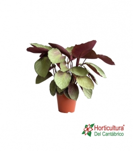 CALATHEA SILVER PLATE M19