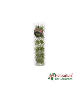 TILLANDSIA FLAMINGO