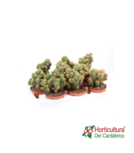 CEREUS PERUBIANUS CER M12