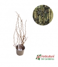 CORYLUS CONTORTA 3L