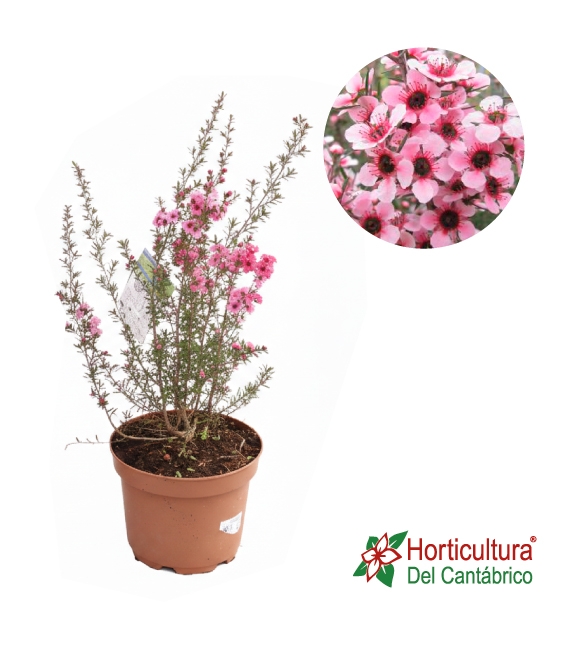 LEPTOSPERMUN ROSA 2,5L