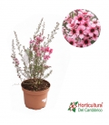 LEPTOSPERMUN ROSA 2,5L