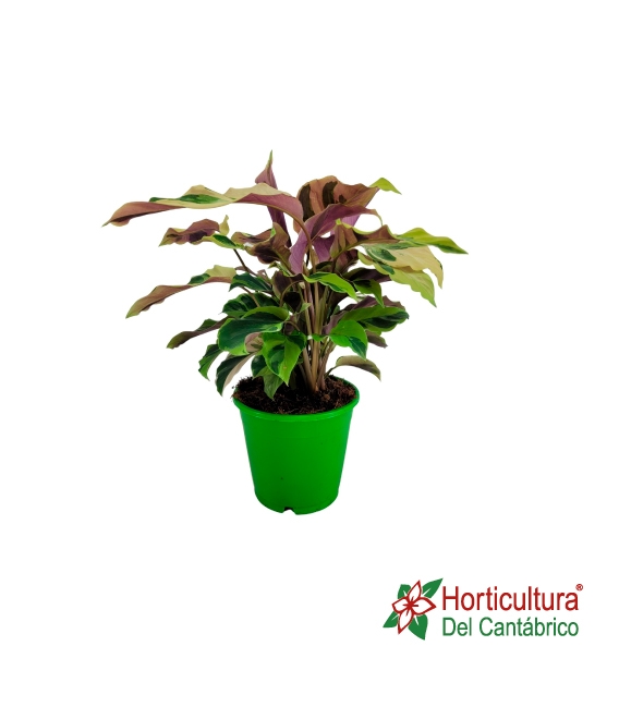 CALATHEA YELLOW FUSION M14