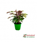 CALATHEA FUSION YELLOW M14
