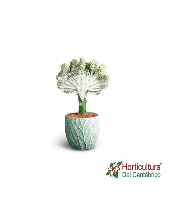 EUPHORBIA LACTEA OCEAN M13