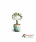 EUPHORBIA LACTEA OCEAN M13