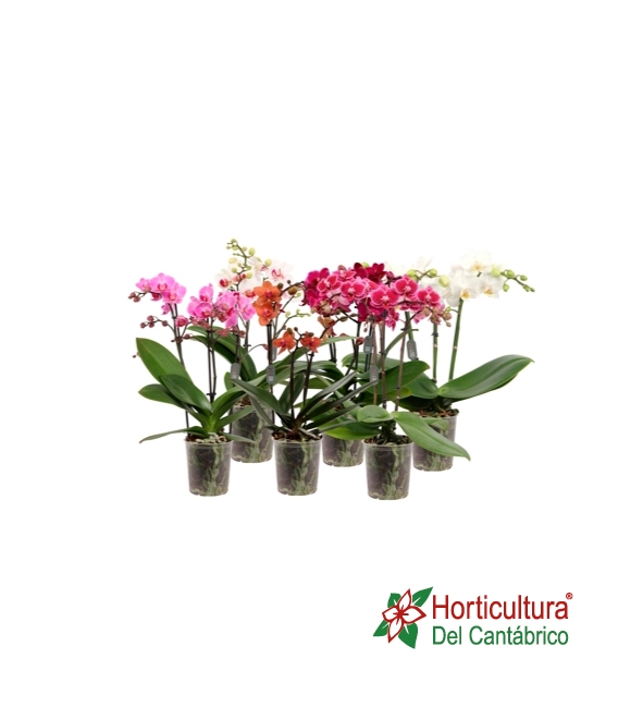 PHALAEPNOSIS M9 3V