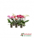 PHALAEPNOSIS M9 2V