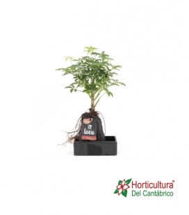 PLANTAS PIEDRA