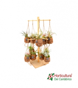 TILLANDSIAS COCO