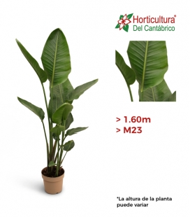 STRELITZIA NICOLAY M24