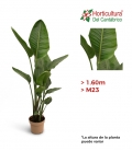 STRELITZIA NICOLAY M33