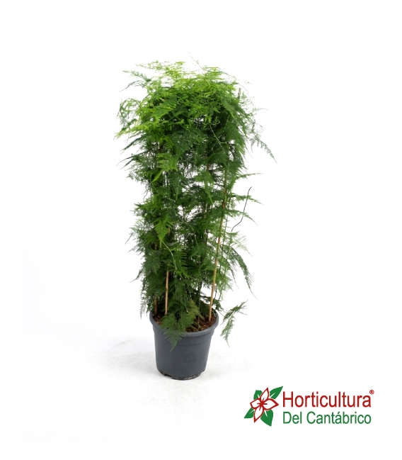 ASPARRAGUS SETACEUS DOBLE ARCO M10L