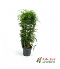 ASPARRAGUS SETACEUS DOBLE ARCO M10L