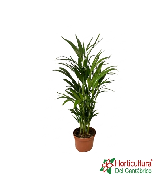 ARECA M17