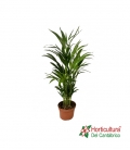 ARECA M17 0,60m
