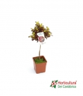 COPROSMA COPA 2L