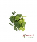 PHILODENDRO SCANDENS M15
