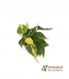PHILODENDRON SCANDENS BRASIL M15