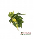 PHILODENDRON SCANDENS BRASIL M15