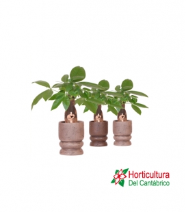 PACHIRA CERAMICA M9