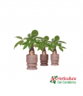 PACHIRA CERAMICA M9
