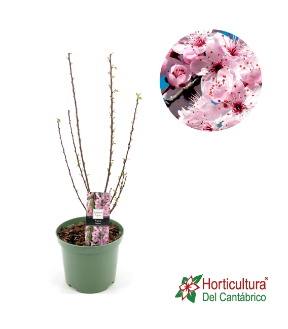 PRUNUS